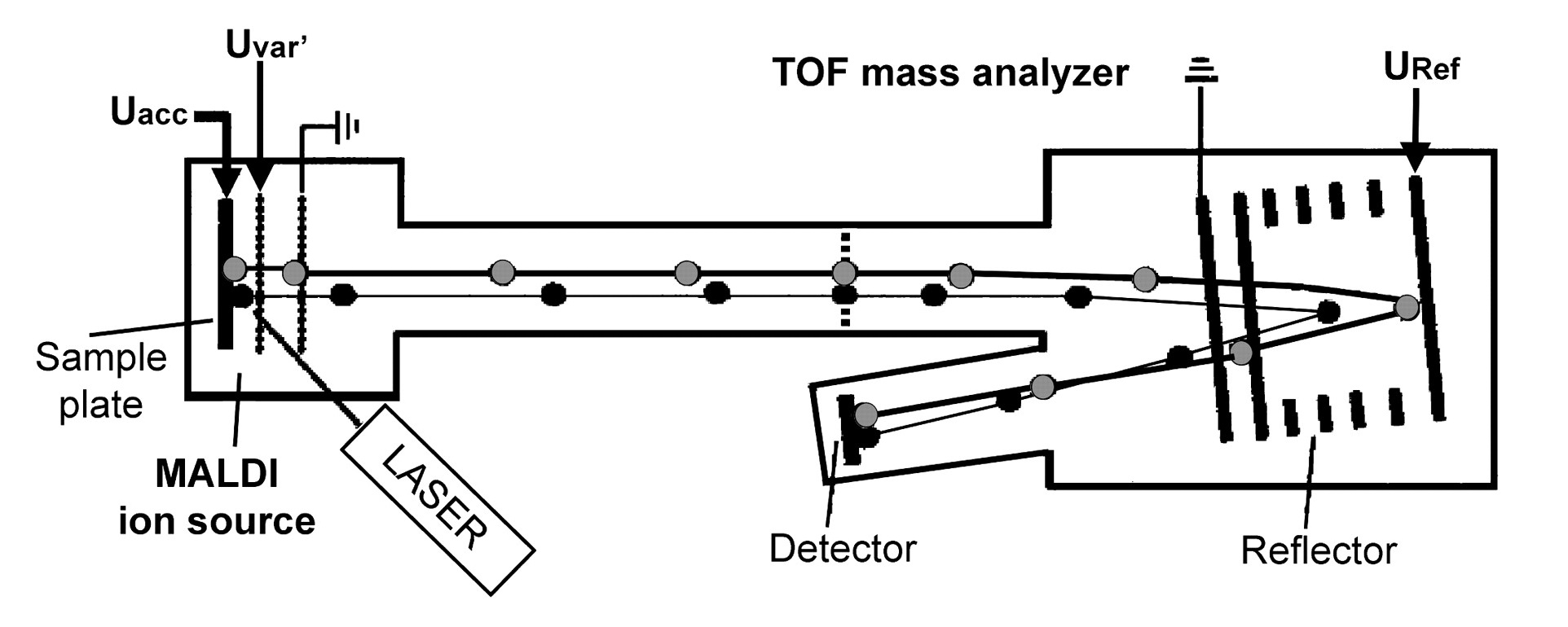 Processus de la désorption laser assistée par matrice(MALDI) pour la production des ions et des analyseurs par temps de vol (TOF) pour leur détection